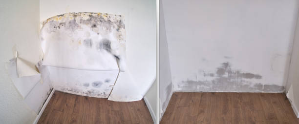 Certified Mold Removal in Kingston, PA